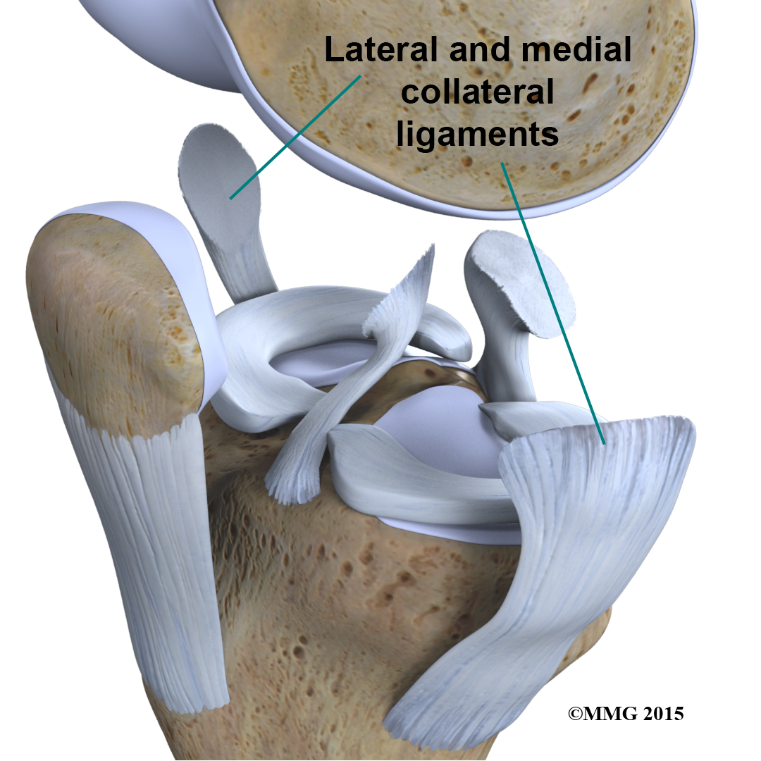 Lateral and Medial Collateral Ligaments