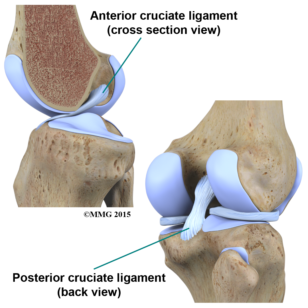 Anterior and Posterior Cruciate Ligaments