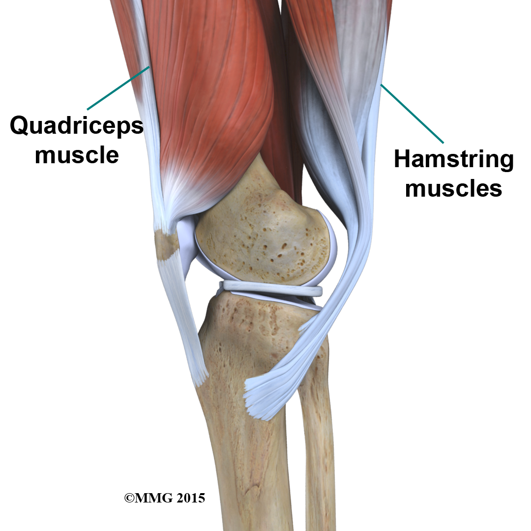 Quadriceps and Hamstring Muscles